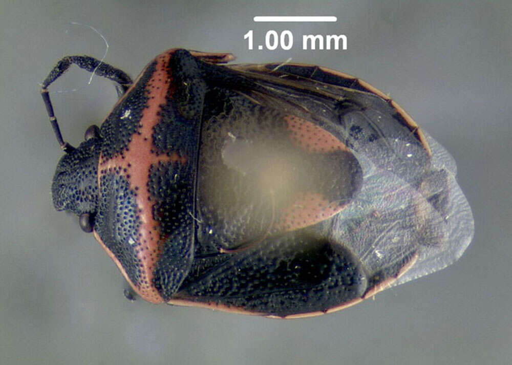 Image of Twice-stabbed Stink Bug