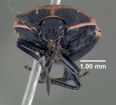 Image of Twice-stabbed Stink Bug