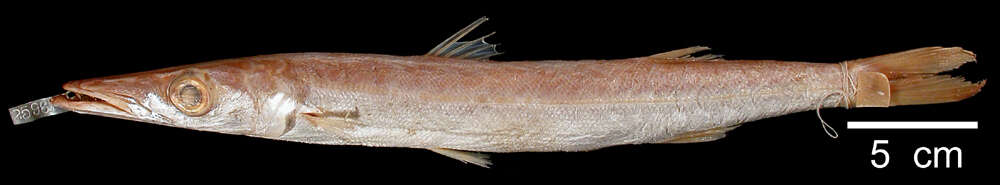 Image of Barracuda