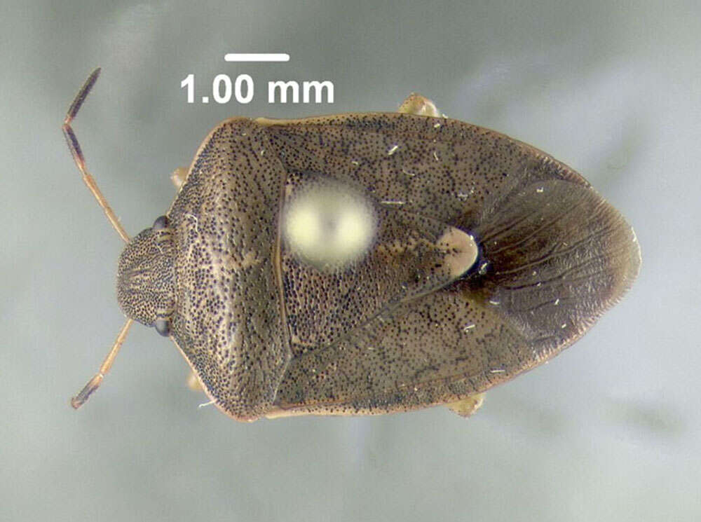 Image of Holcostethus limbolarius (Stål 1872)