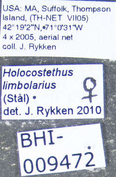 Image of Holcostethus limbolarius (Stål 1872)