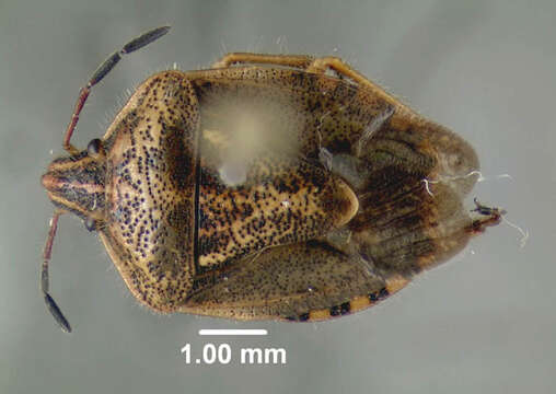 Image of Trichopepla