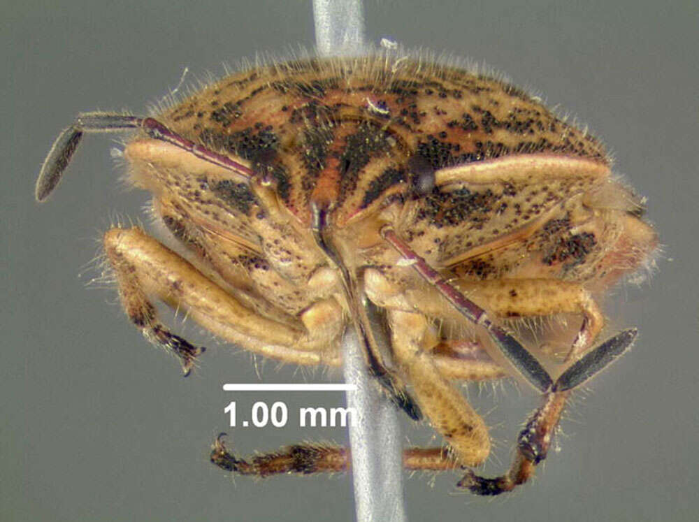 Image of Trichopepla