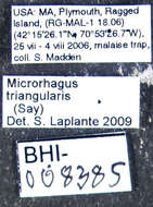 Image of <i>Microrhagus triangularis</i>