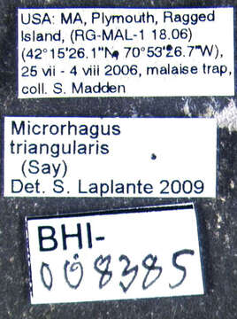 Image de <i>Microrhagus triangularis</i>