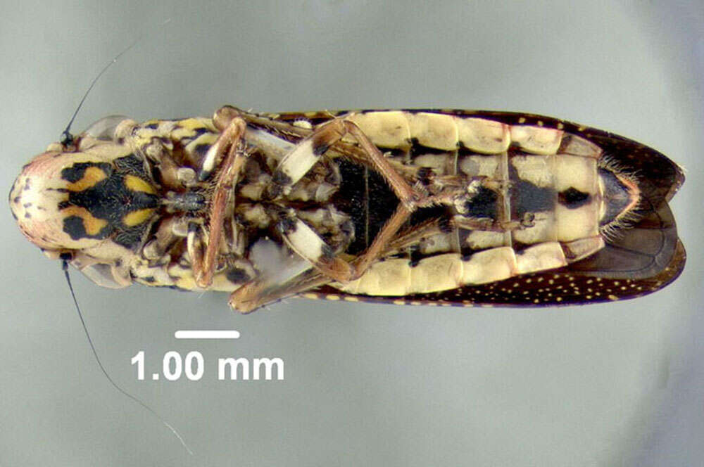 Image de Paraulacizes irrorata (Fabricius 1794)