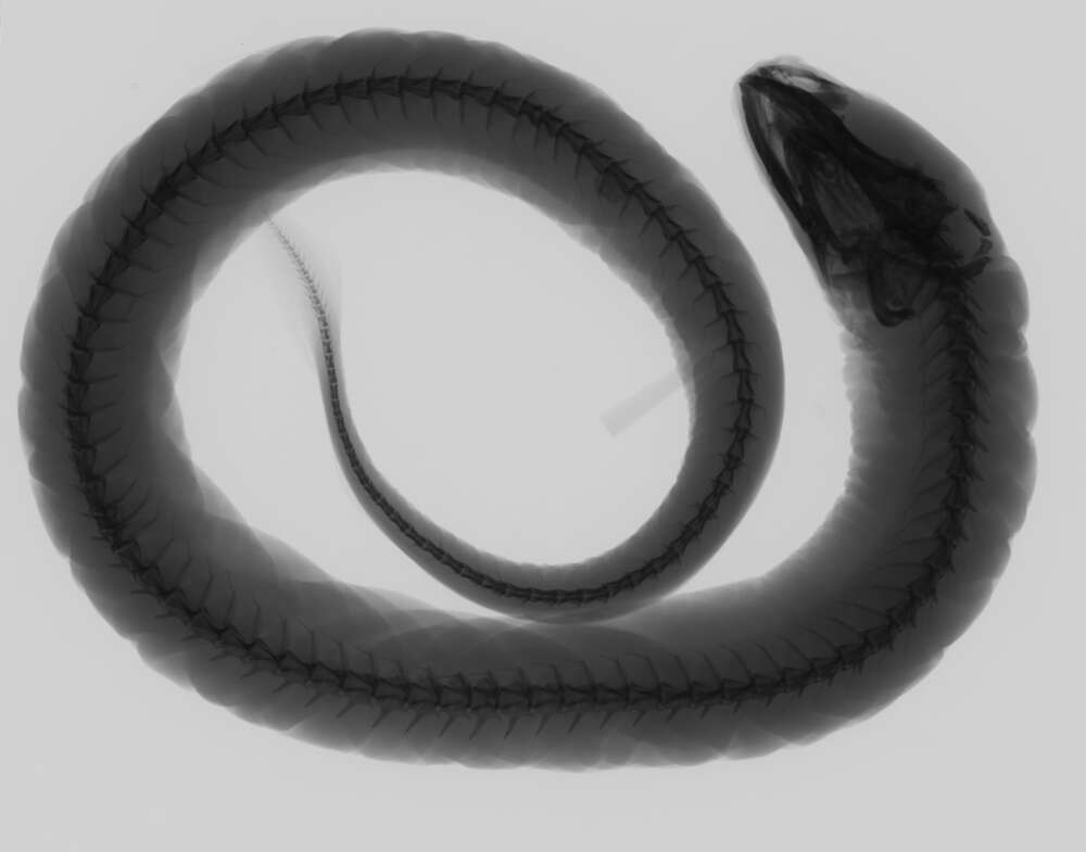 Image of Fatlips swamp eel