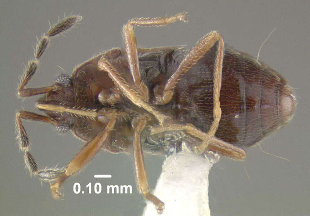 Image of Antillocoris minutus (Bergroth & E. 1895)