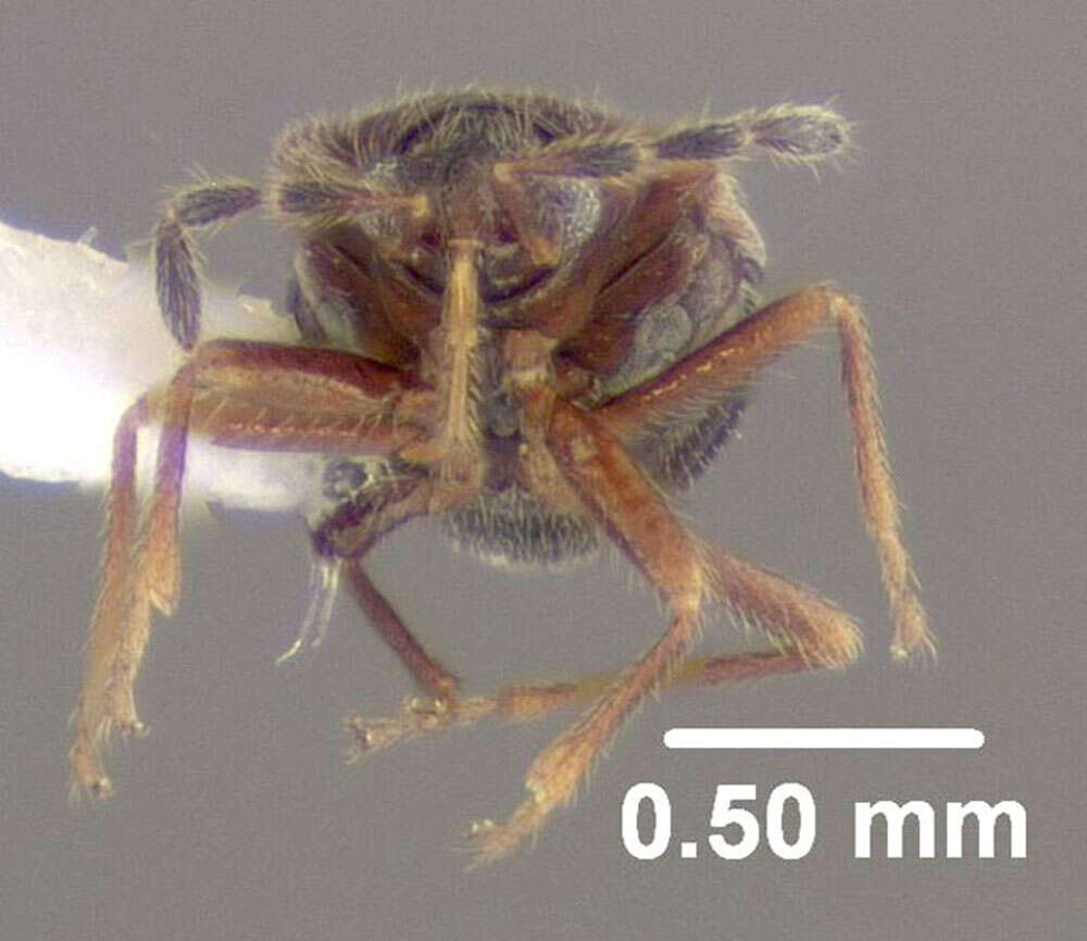 Image of Antillocoris minutus (Bergroth & E. 1895)