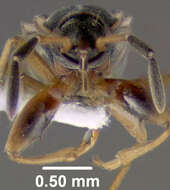 Image of Scolopostethus thomsoni Reuter & O. M. 1874