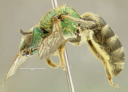 Image of Bicolored Agapostemon