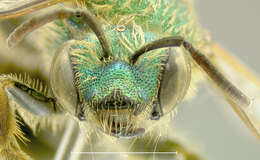 Image of Bicolored Agapostemon