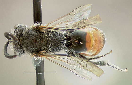 Image of Sphecodes davisii Robertson 1897