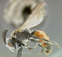 صورة Sphecodes davisii Robertson 1897