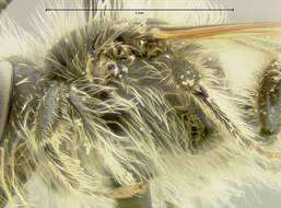 Image of Miserable Andrena