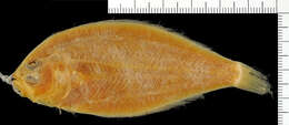 Image of Channel Flounder