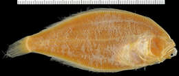 Image of Channel Flounder