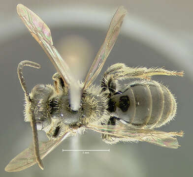 Imagem de Andrena brevipalpis Cockerell 1930