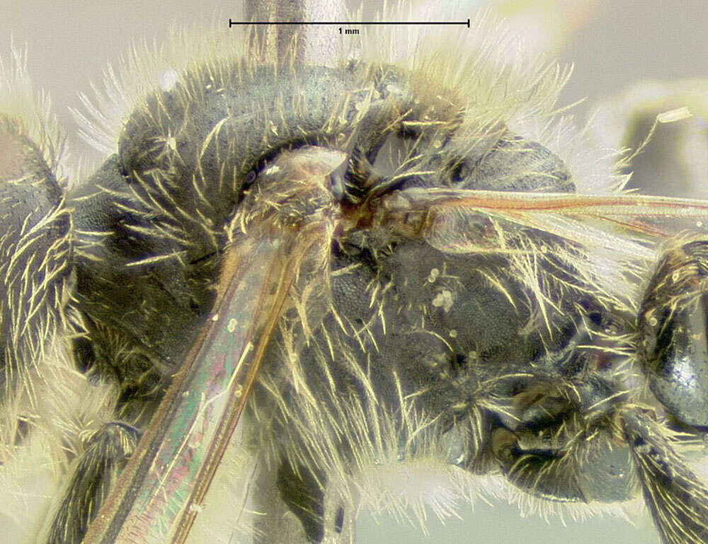 Image of Andrena brevipalpis Cockerell 1930