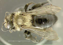 Image of Carlin's Andrena