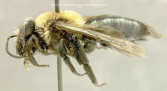 Imagem de Andrena carlini Cockerell 1901