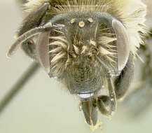Image of Carlin's Andrena