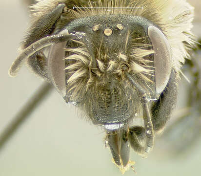 Imagem de Andrena carlini Cockerell 1901