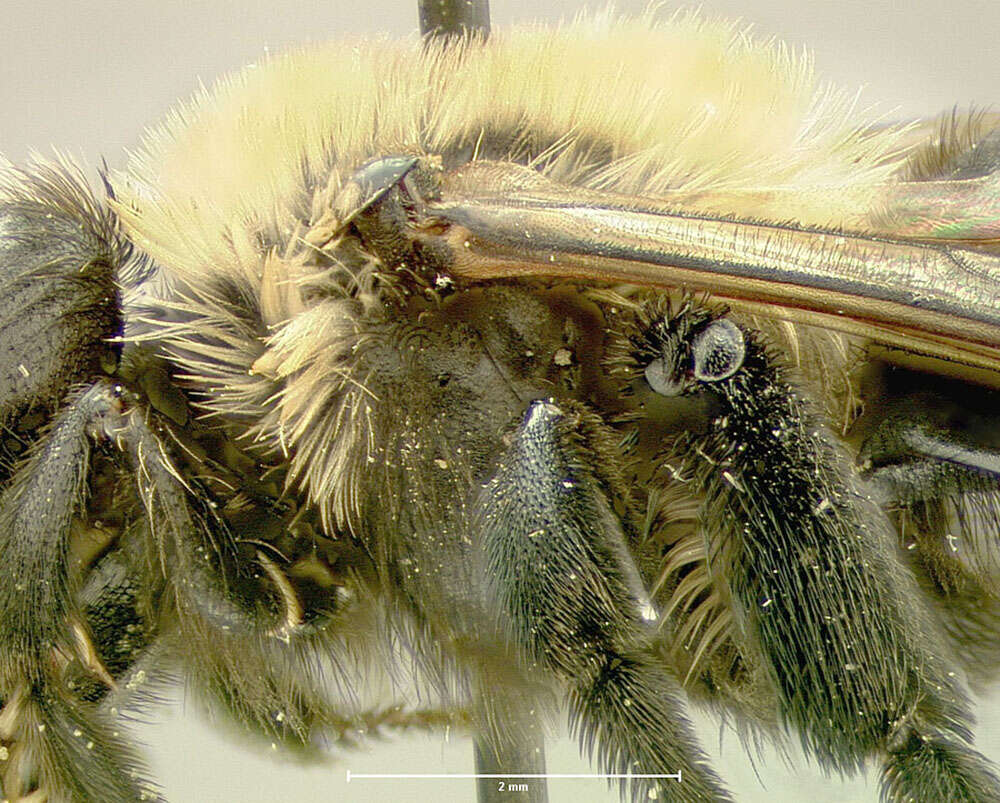 Imagem de Andrena carlini Cockerell 1901