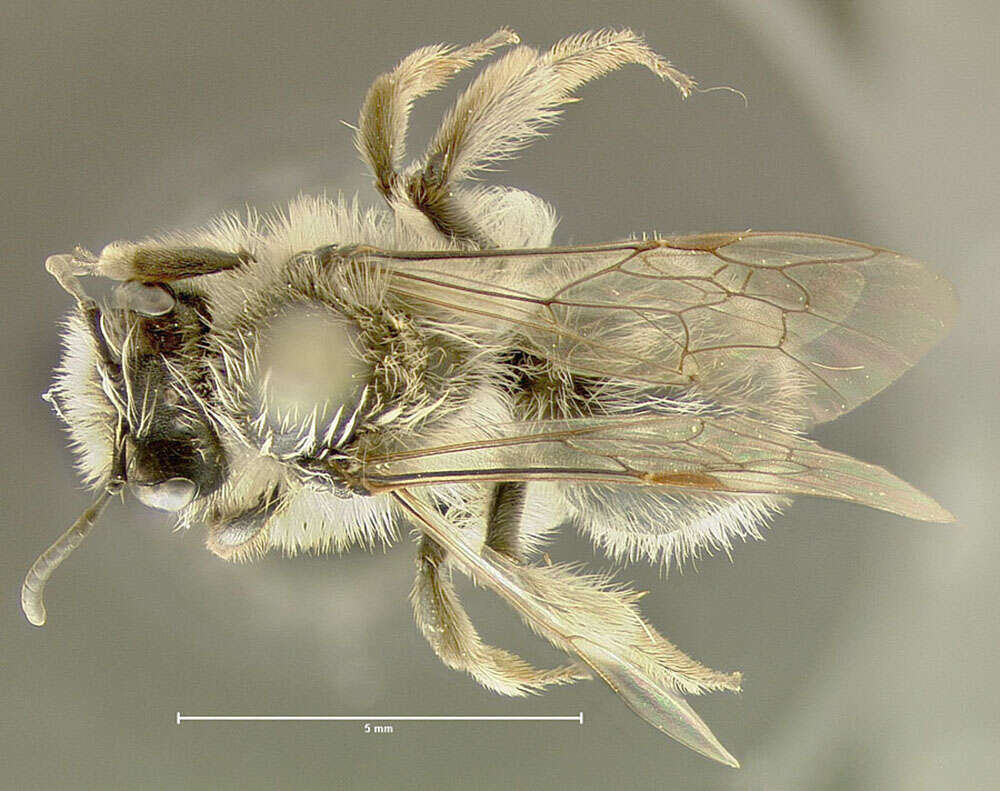 Image of Frigid Andrena