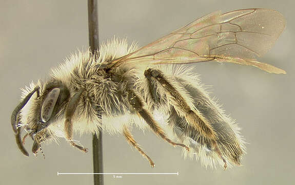 Image of Frigid Andrena