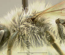 Image of Frigid Andrena