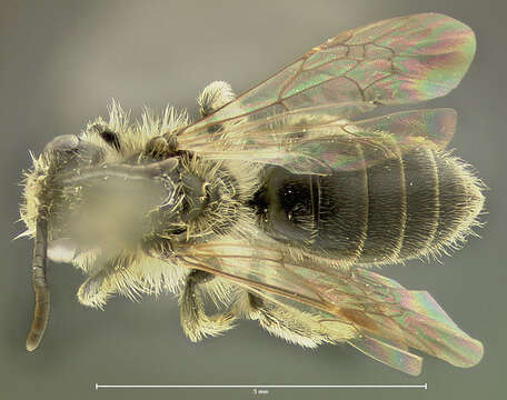 Imagem de Andrena miserabilis Cresson 1872