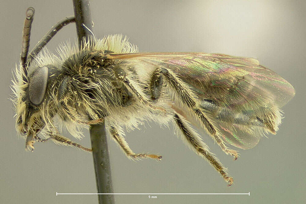 Imagem de Andrena miserabilis Cresson 1872