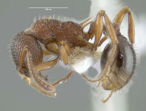 Image of Myrmica americana Weber 1939