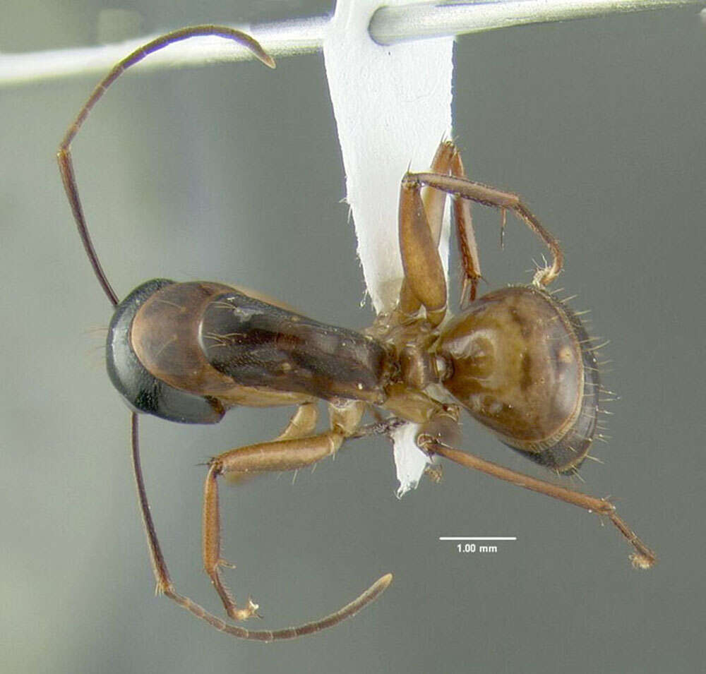 Imagem de Camponotus americanus Mayr 1862