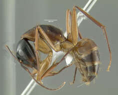 Imagem de Camponotus americanus Mayr 1862