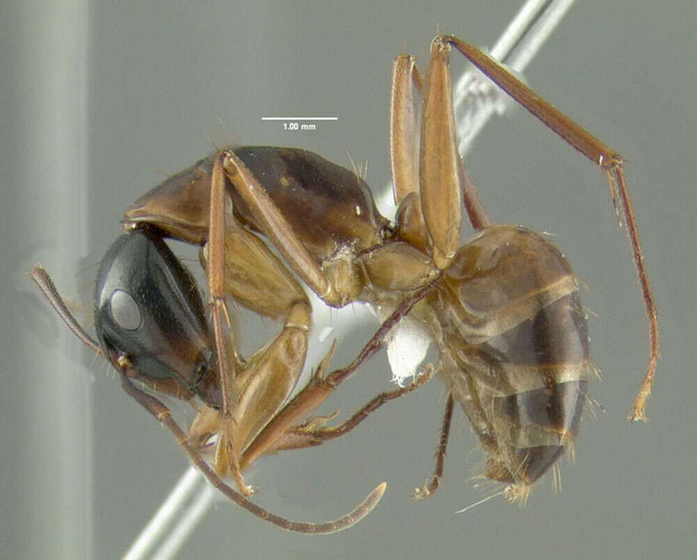 Imagem de Camponotus americanus Mayr 1862