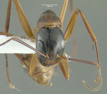 Imagem de Camponotus americanus Mayr 1862