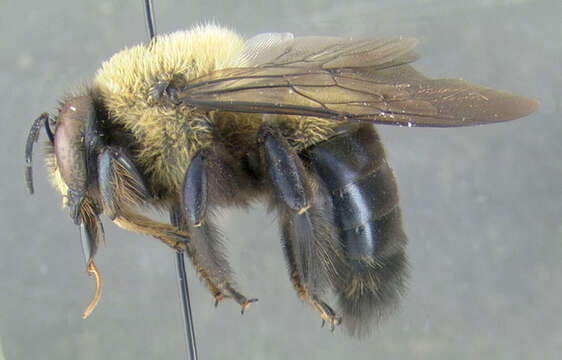 Image of Eastern Carpenter Bee