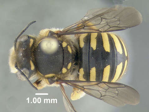 صورة Anthidium manicatum (Linnaeus 1758)