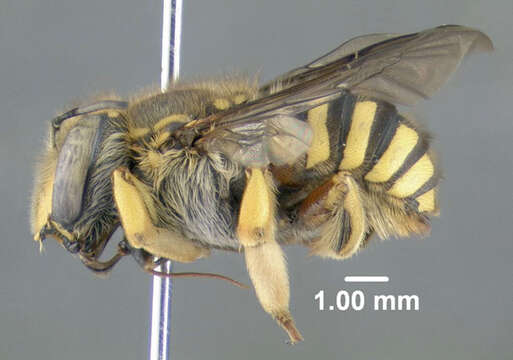 Image of wool-carder bee