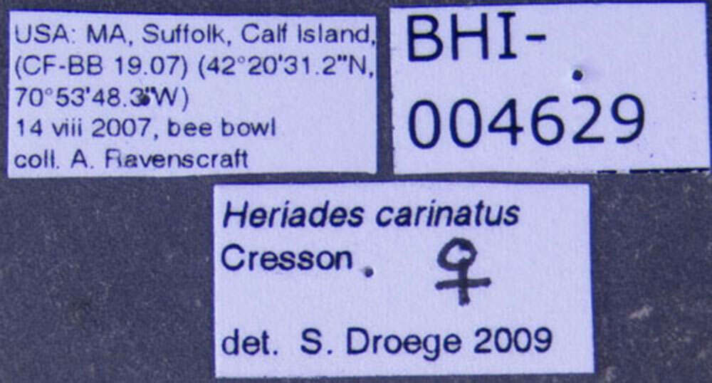 Image of <i>Heriades carinatus</i>