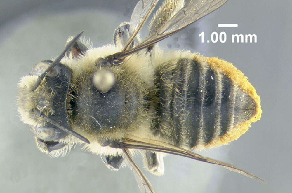 Image of Broad-handed Leaf-cutter Bee