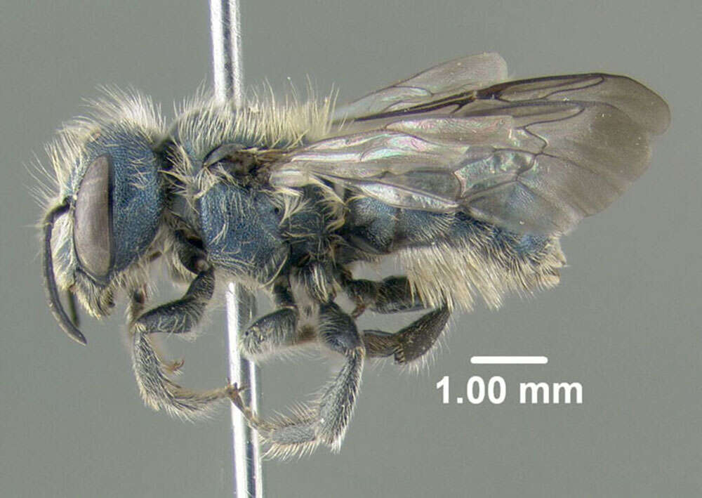 Image of Osmia pumila Cresson 1864