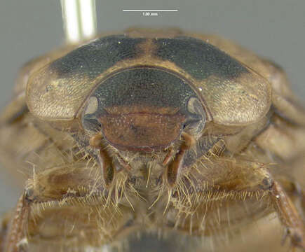 Image of Oriental beetle