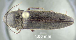 Image de <i>Melanotus sagittarius</i>