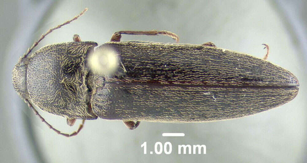 Image de <i>Melanotus sagittarius</i>