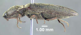 Image de <i>Melanotus sagittarius</i>