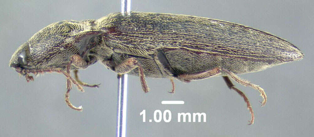 Image de <i>Melanotus sagittarius</i>