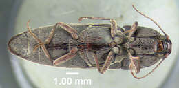 Image de <i>Melanotus sagittarius</i>